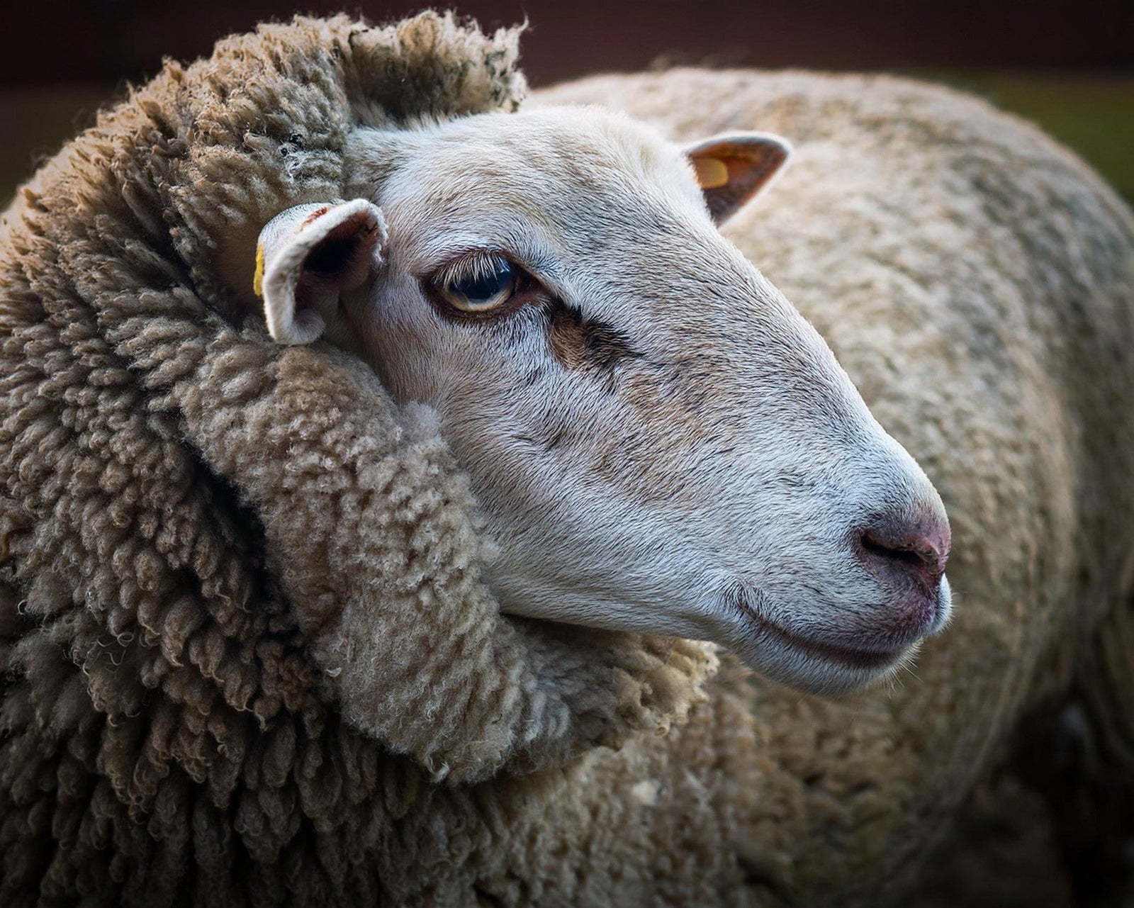 Was kann Merinowolle?